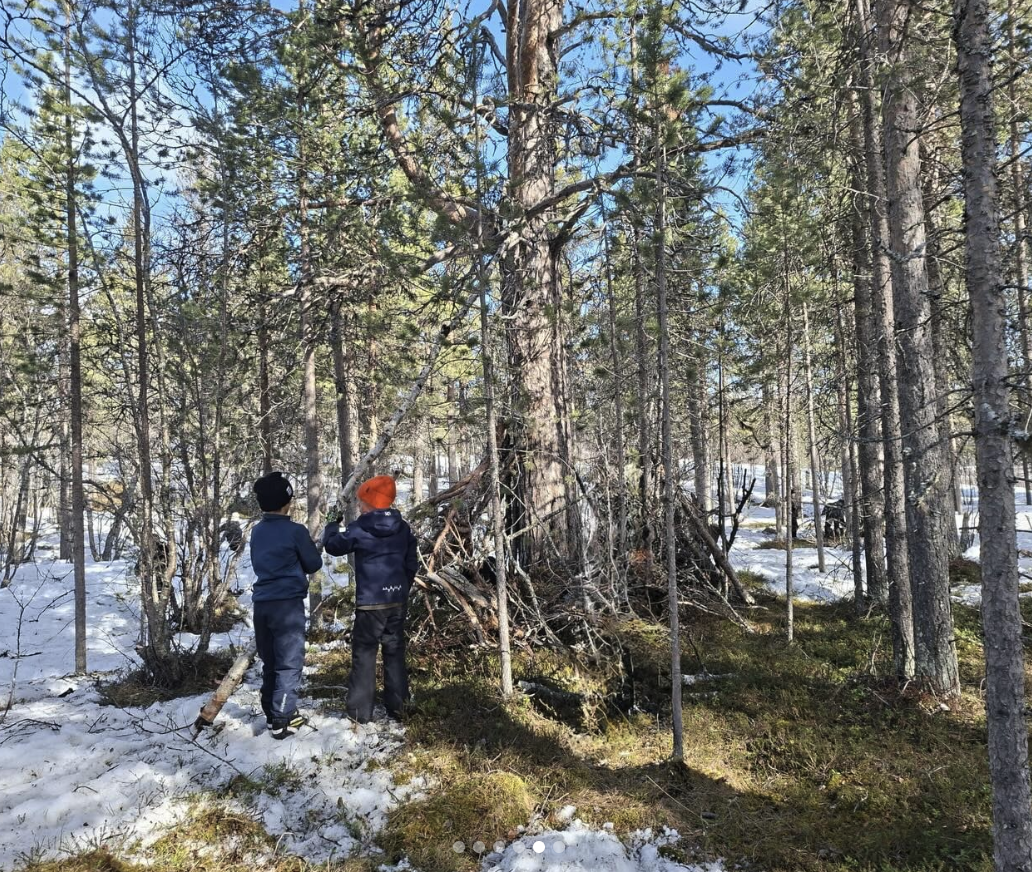 Två barn i mössor bygger en koja av grenar i en tallskog med kvarvarande snöfläckar på marken en solig vårdag.